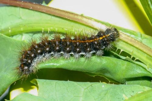 Réf. 228 473 : Coscinia striata